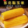 HEB东北粘玉米10棒/箱 商品缩略图0