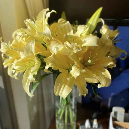 【皇帝香水百合】2头5支10朵/份  (杆子偏细) 商品图0