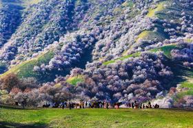 4月6日（越野车）【新疆】伊犁杏花盛放的季节：伊犁杏花、S101丹霞地貌、那拉提冰百合、赛里木湖冬景9天//伊犁杏花、野果林、雪山云杉 8天