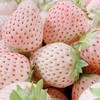 丹东淡雪草莓 约380g9枚装 商品缩略图0