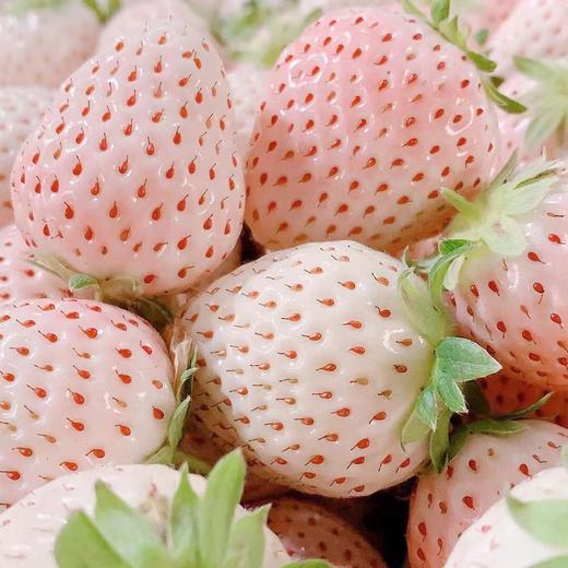 丹东淡雪草莓 约380g9枚装 商品图0
