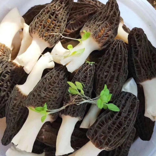 【干羊肚菌】来自青川毛寨自然保护区的山珍菌菇 肉质更厚  香味鲜甜浓郁（每个7~13cm以上） 商品图5