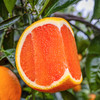 【果蔬精选】湖北红血橙 皮薄肉嫩 果香浓郁 酸甜可口 果肉橙红诱人 每一口都汁水四溢~ 商品缩略图1