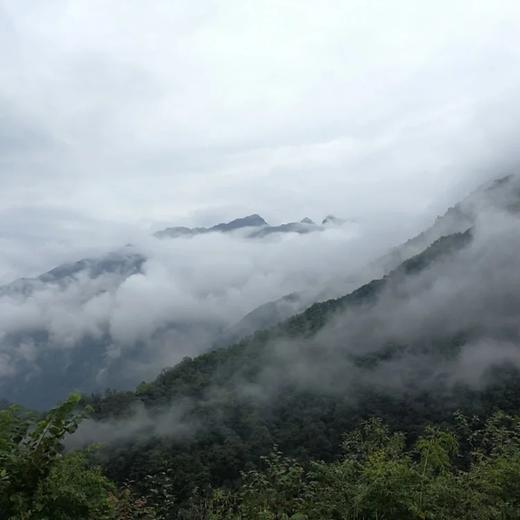 【干羊肚菌】来自青川毛寨自然保护区的山珍菌菇 肉质更厚  香味鲜甜浓郁（每个7~13cm以上） 商品图11