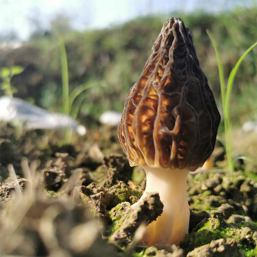 【干羊肚菌】来自青川毛寨自然保护区的山珍菌菇 肉质更厚  香味鲜甜浓郁（每个7~13cm以上） 商品图2