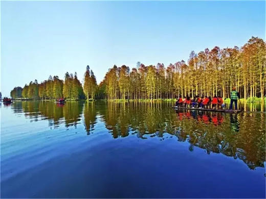 【扬州兴化2日】烟花三月下扬州の兴化油菜花海-李中水上森林-瘦西湖-何园 商品图5