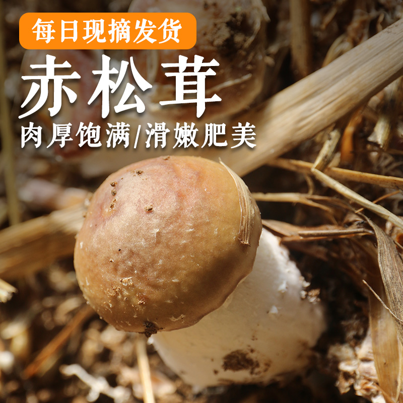 鲜美赤松茸300g  新鲜菌菇  蘑菇煲汤  菌香浓郁 应季蔬菜
