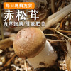 鲜美赤松茸300g  新鲜菌菇  蘑菇煲汤  菌香浓郁 应季蔬菜 商品缩略图0