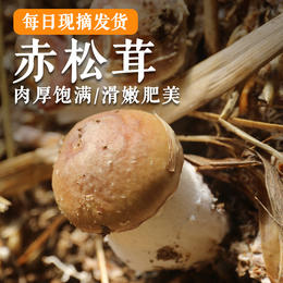 鲜美赤松茸300g  新鲜菌菇  蘑菇煲汤  菌香浓郁 应季蔬菜