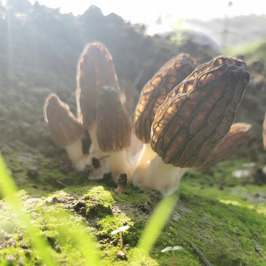 【干羊肚菌】来自青川毛寨自然保护区的山珍菌菇 肉质更厚  香味鲜甜浓郁（每个7~13cm以上） 商品图1