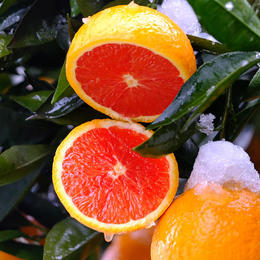 【中华红血橙 5斤】|  爆汁红宝石 历经风雪而来，汁水充足沁甜，果肉细腻醇厚~果质优良，鲜嫩爽口，肉厚化渣