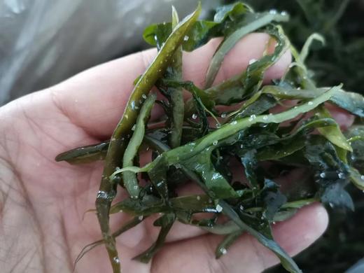 海带芽海芽菜250g/袋，味道鲜美，泡一泡涮火锅做汤拌凉菜都可以，全国包邮（偏远地区除外） 商品图1