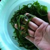海带芽海芽菜250g/袋，味道鲜美，泡一泡涮火锅做汤拌凉菜都可以，全国包邮（偏远地区除外） 商品缩略图5
