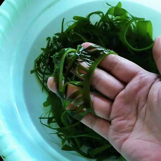 海带芽海芽菜250g/袋，味道鲜美，泡一泡涮火锅做汤拌凉菜都可以，全国包邮（偏远地区除外） 商品图5