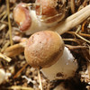 鲜美赤松茸300g  新鲜菌菇  蘑菇煲汤  菌香浓郁 应季蔬菜 商品缩略图3