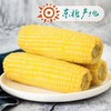 HEB东北粘玉米10棒/箱 商品缩略图7