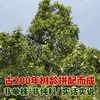 2023春茶 吉顺号古200新班章普洱茶生茶饼古树生普茶叶357克/饼 商品缩略图5