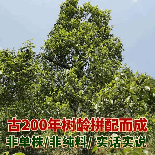 2023春茶 吉顺号古200新班章普洱茶生茶饼古树生普茶叶357克/饼 商品图5