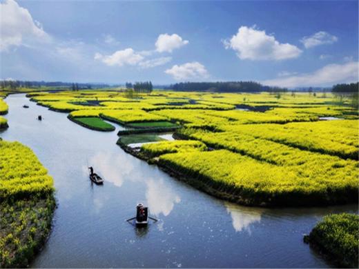 【扬州兴化2日】烟花三月下扬州の兴化油菜花海-李中水上森林-瘦西湖-何园 商品图1