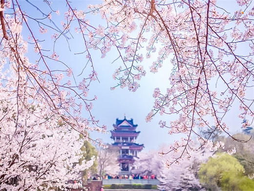 3.28-3.29｜情定•无锡兴化｜单身相约の【花海为媒 船作鹊桥】三月兴化，在千垛春天里相逢 商品图3