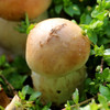鲜美赤松茸300g  新鲜菌菇  蘑菇煲汤  菌香浓郁 应季蔬菜 商品缩略图2