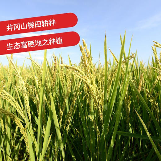 【充氮锁鲜】琴联 高山梯田种植充氮锁鲜野香米现磨现发礼盒装10斤 500gX10袋 商品图2
