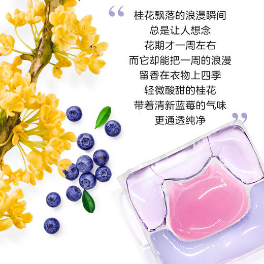 【拍三盒送三袋】可灵猫 |  洗衣凝珠花果香味持久留香锄菌除锄去污渍香氛洗衣液21颗*2 商品图3