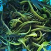 海带芽海芽菜250g/袋，味道鲜美，泡一泡涮火锅做汤拌凉菜都可以，全国包邮（偏远地区除外） 商品缩略图4