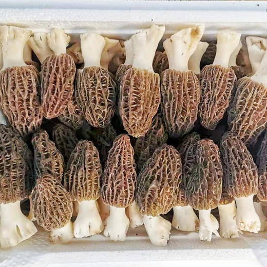 【干羊肚菌】来自青川毛寨自然保护区的山珍菌菇 肉质更厚  香味鲜甜浓郁（每个7~13cm以上） 商品图3