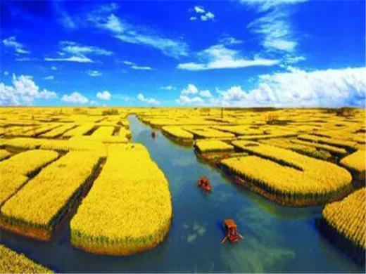 【扬州兴化2日】烟花三月下扬州の兴化油菜花海-李中水上森林-瘦西湖-何园 商品图6