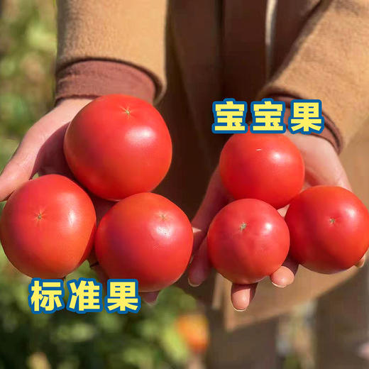 特惠福利『攀枝花露天沙瓤番茄』自有番茄园，沙瓤细腻，果肉肥厚 商品图1