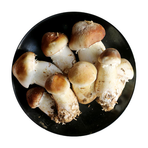 鲜美赤松茸300g  新鲜菌菇  蘑菇煲汤  菌香浓郁 应季蔬菜 商品图6