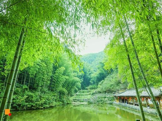 3.14-3.18【婺源黄山5日】婺源花事-水墨徽州の婺源油菜花海-黄山-宏村 -阳产土楼-新安江百里画廊-徽州古城 商品图2