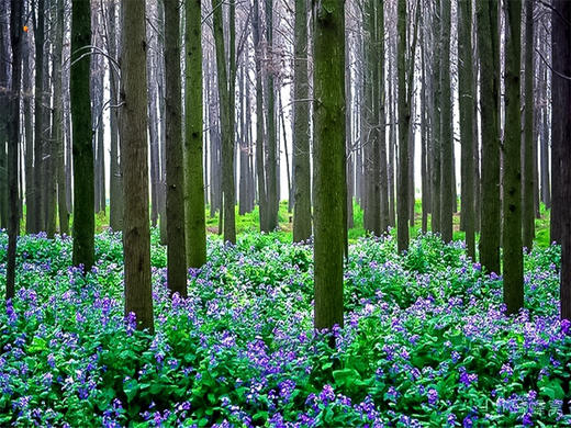 【扬州兴化2日】烟花三月下扬州の兴化油菜花海-李中水上森林-瘦西湖-何园 商品图3