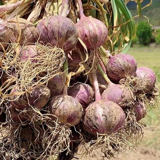 大理紫皮三蒜/大理紫皮多瓣蒜   鲜蒜，现挖现发 商品图3