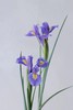 鸢尾【你是我见过命最好的人】简小姐精选  梵高挚爱文艺优雅高贵 鸢尾 10枝 下单72小时内发货 商品缩略图3