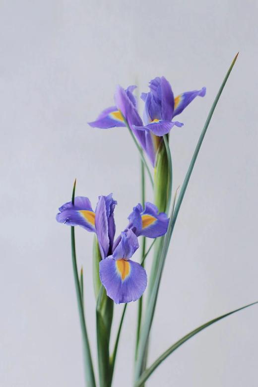 鸢尾【你是我见过命最好的人】简小姐精选  梵高挚爱文艺优雅高贵 鸢尾 10枝 下单72小时内发货 商品图3