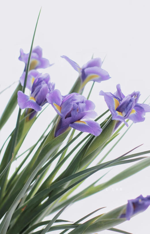 鸢尾【你是我见过命最好的人】简小姐精选  梵高挚爱文艺优雅高贵 鸢尾 10枝 下单72小时内发货 商品图6