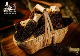 头茬鲜采！【云南羊肚菌】四大名菌之一！高海拔 仿野生 邂逅一场时鲜宴~