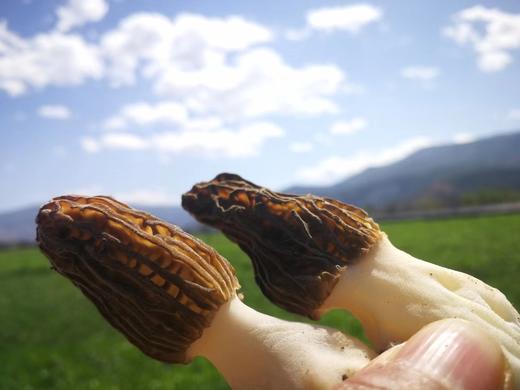 头茬鲜采！【云南羊肚菌】四大名菌之一！高海拔 仿野生 邂逅一场时鲜宴~ 商品图3