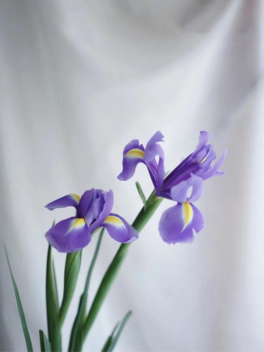 鸢尾【你是我见过命最好的人】简小姐精选  梵高挚爱文艺优雅高贵 鸢尾 10枝 下单72小时内发货 商品图2