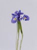 鸢尾【你是我见过命最好的人】简小姐精选  梵高挚爱文艺优雅高贵 鸢尾 10枝 下单72小时内发货 商品缩略图1