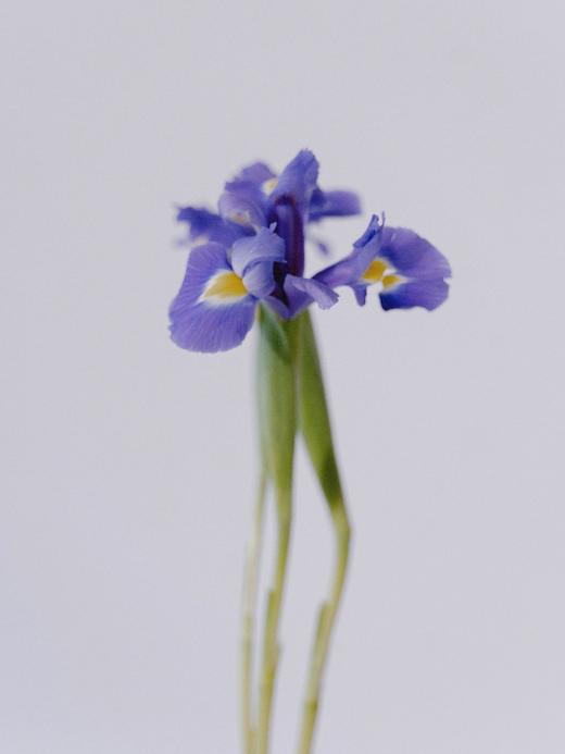 鸢尾【你是我见过命最好的人】简小姐精选  梵高挚爱文艺优雅高贵 鸢尾 10枝 下单72小时内发货 商品图1