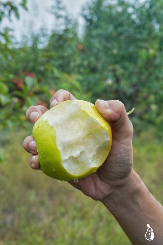 【限量秒杀】玉露香梨，肉质酥脆 ，汁水足，天上蟠桃宴，人间玉露香 商品图2