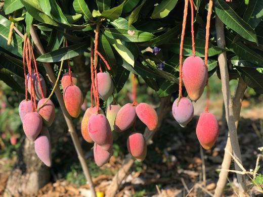 预售5天左右发货【海南树上熟贵妃芒🥭】 商品图1