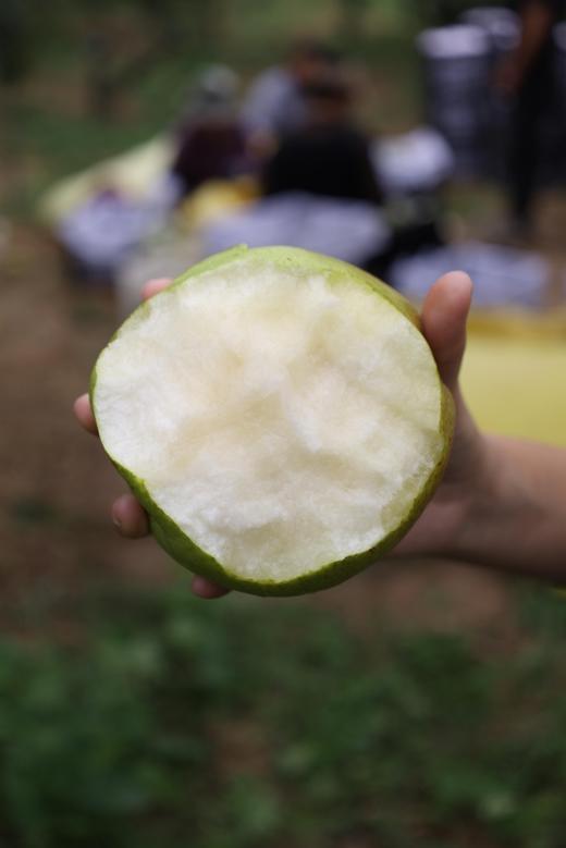 【限量秒杀】玉露香梨，肉质酥脆 ，汁水足，天上蟠桃宴，人间玉露香 商品图4