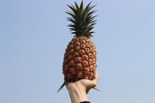 【海南树上熟*金钻凤梨🍍】 香甜脆爽 风味浓郁 商品图1