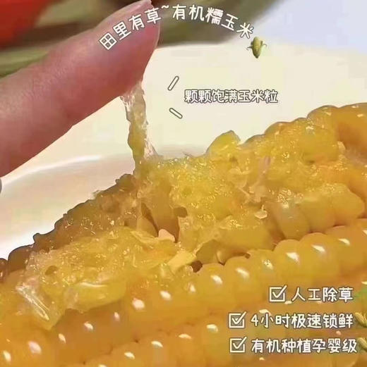 🌱  黄糯玉米～🌽 🅾️农药  🅾️添加 🅾️化肥  人工除草 非转基因锁鲜  👍独立真空包装 😋干净卫生因为不打农药 所以‘田里有草’ 商品图8