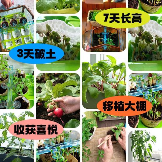 可达鸭种植全系列套餐 | 科学种植体系，成活率高、易打理、环保可降解、种植专属工具、动手又动脑、颜值高 商品图7