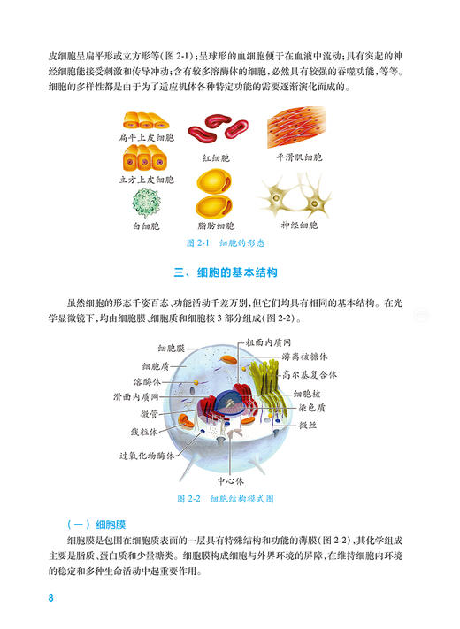 解剖学基础 第4版 十四五规划教材 全国中等卫生职业教育教材 供中等卫生职业教育各专业用 王之一 人民卫生出版社9787117343817 商品图3